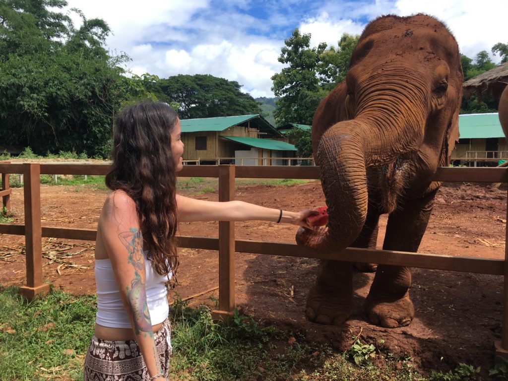 PHOTO FEEDING ELEPHANTS