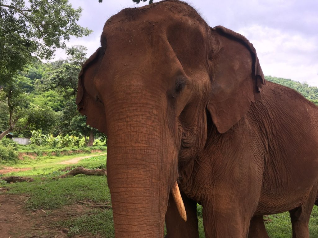 Close up photo of an elephant