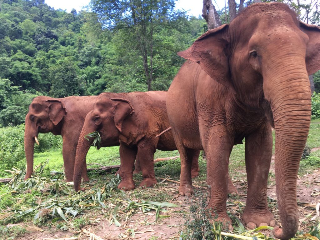 PHOTO OF 3 ELEPHANTS